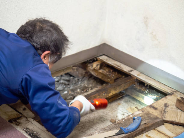 Best Water Damage Restoration  in Battle Creek, MI