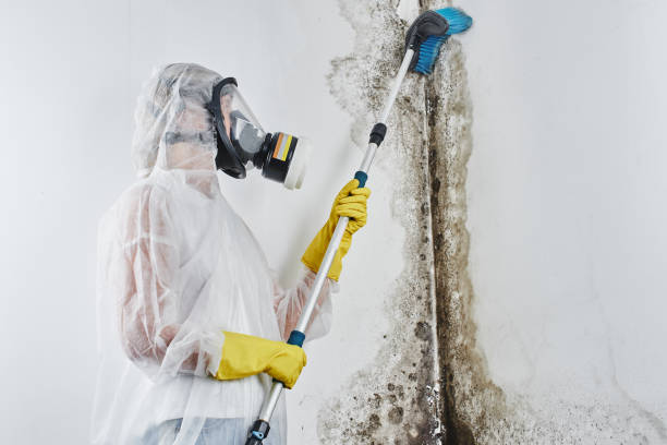 Best Fast Mold Removal  in Battle Creek, MI