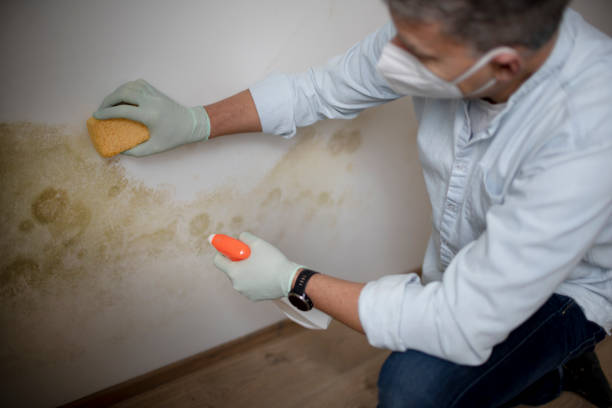 Best Mold Removal Specialists  in Battle Creek, MI