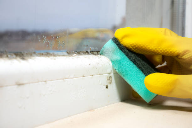 Best Toxic Mold Removal  in Battle Creek, MI